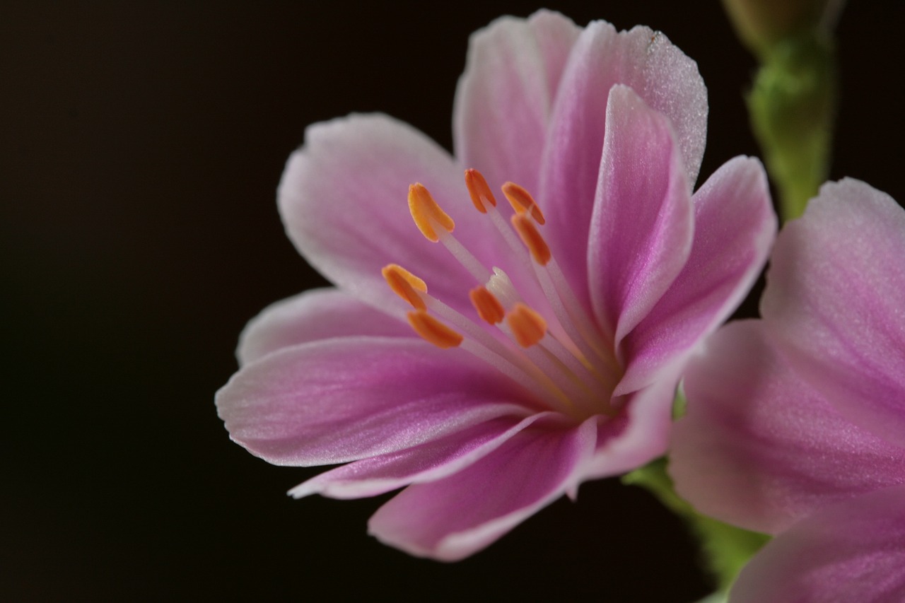How Resilience Helps in Dealing with Chronic Illness?